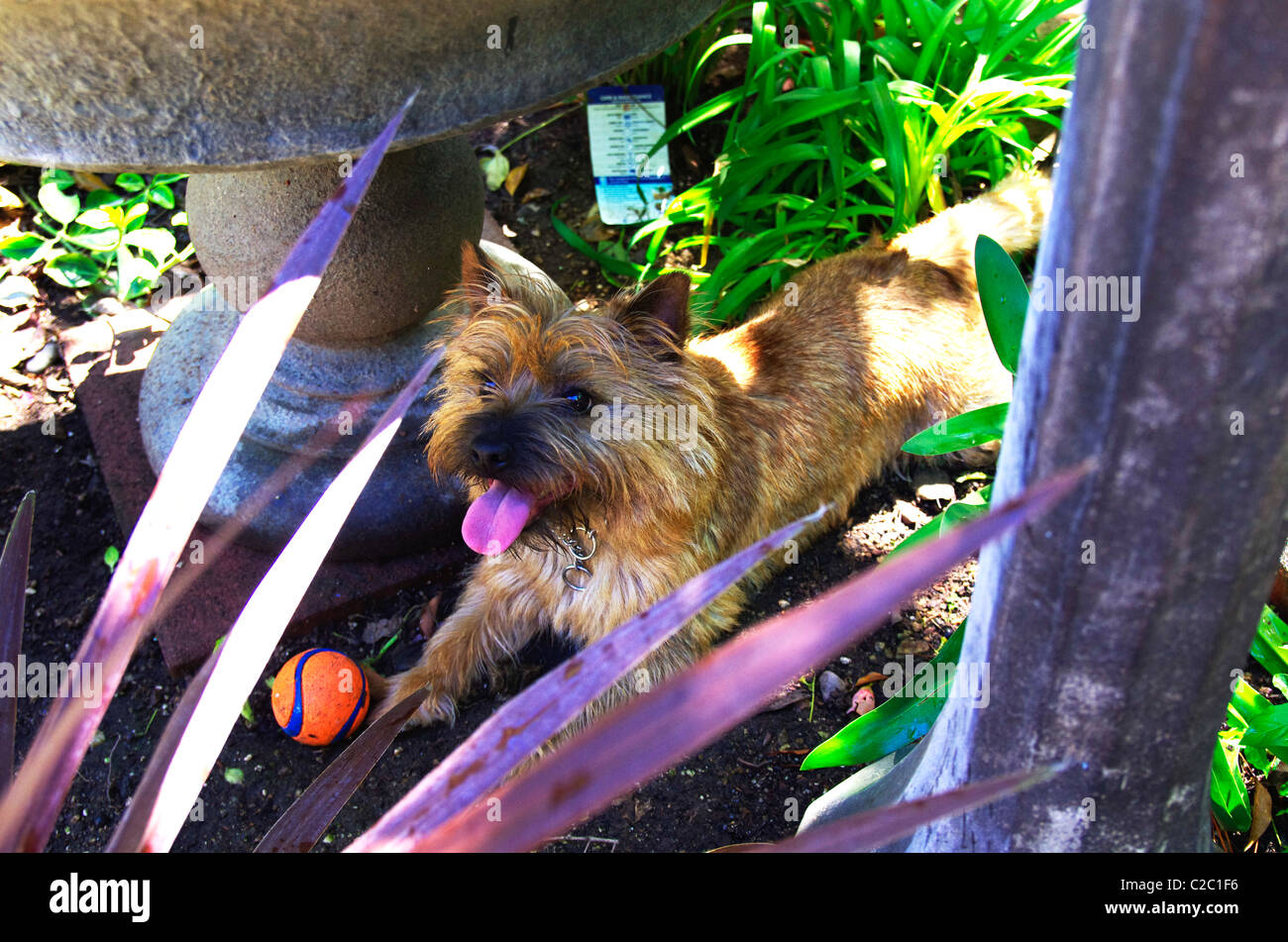 A cairn terrier puppy waits in the shade for his ball to be thrown. Stock Photo