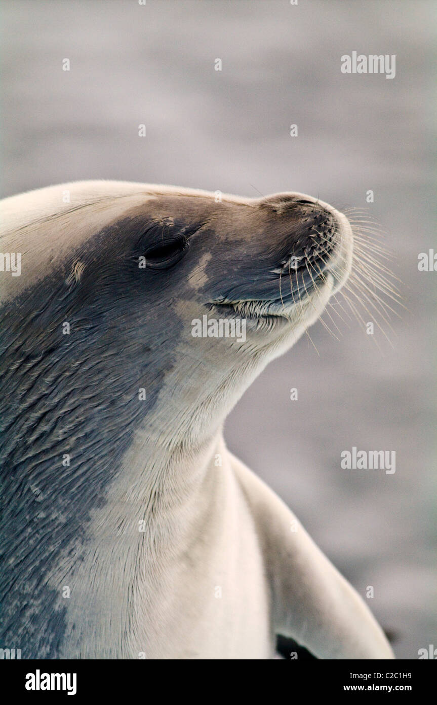 A Crabeater Seal with long whiskers and wet fur from lying on ice. Stock Photo