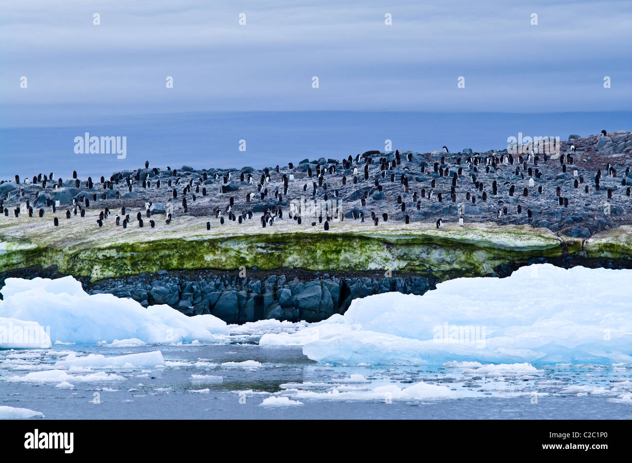 Adelie Penguins on an island covered in green Snow Algae, cryoalgae