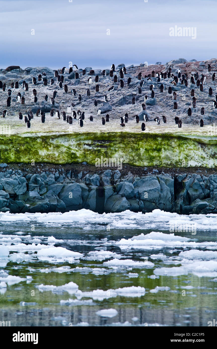 Adelie Penguins on an island covered in green Snow Algae, cryoalgae. Stock Photo