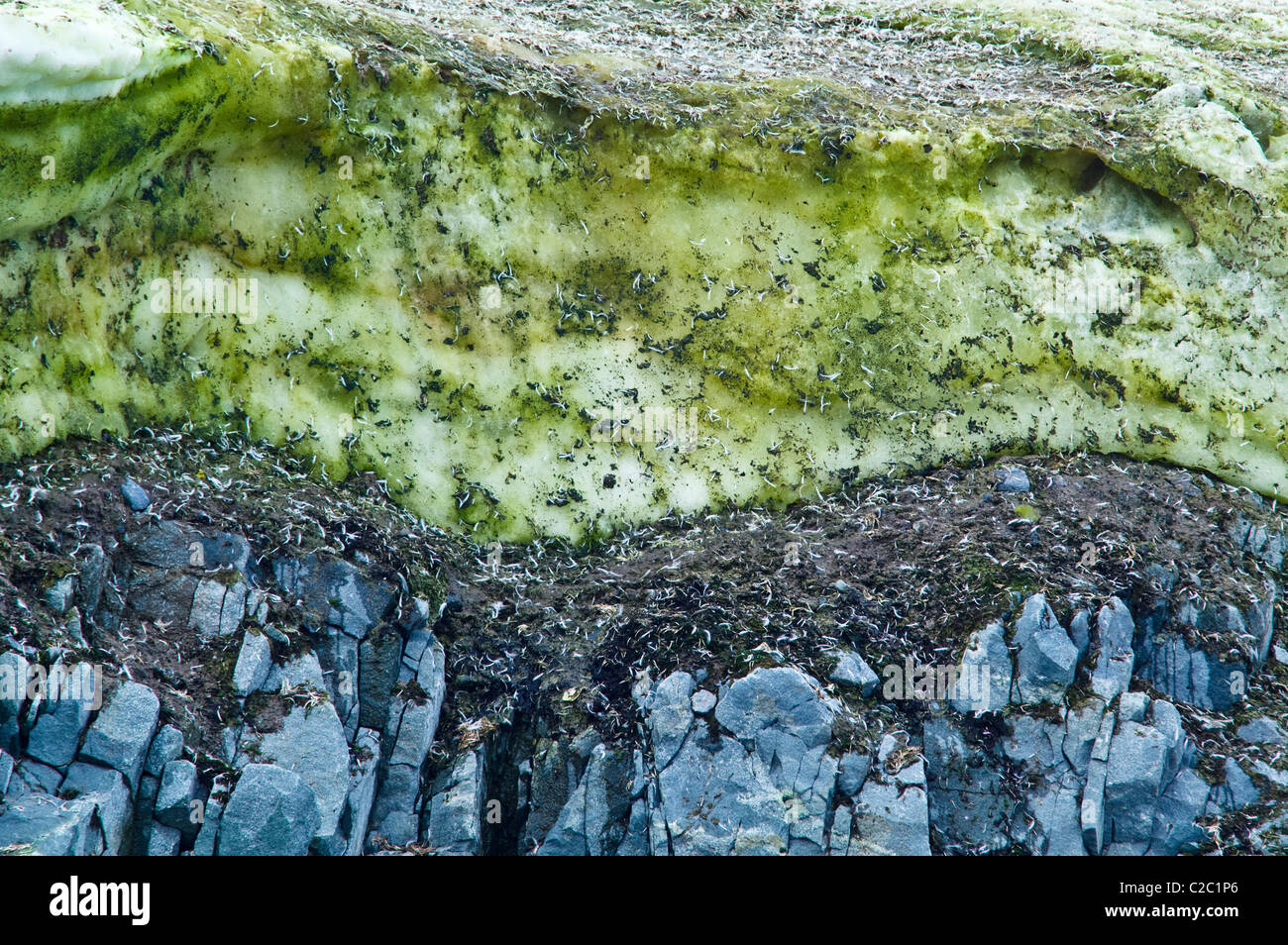 Snow Algae, cryoalgae, growing on ice near an Adelie Penguin colony Stock Photo