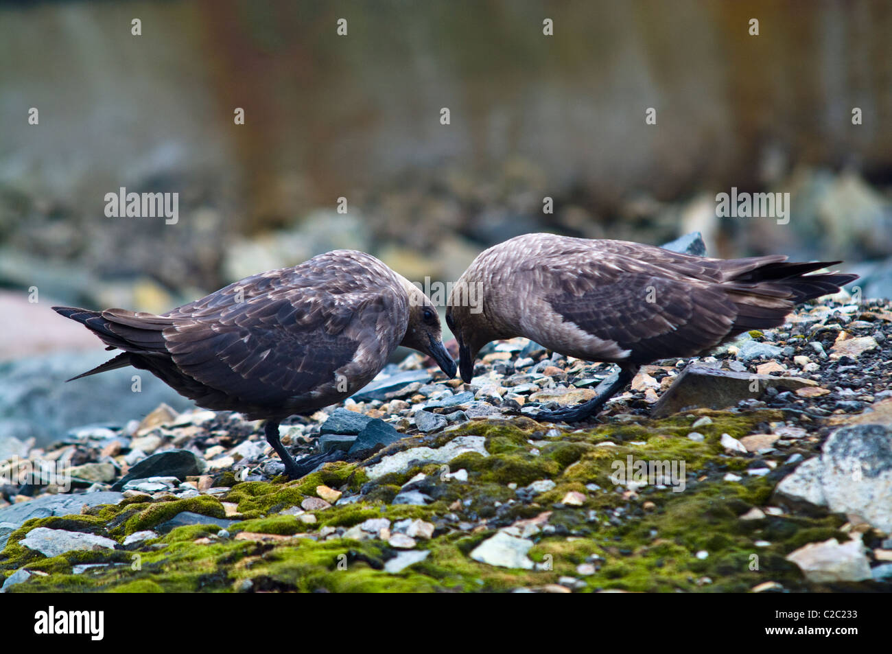 A mating courtship dance between two Brown Skua on a rocky island. Stock Photo
