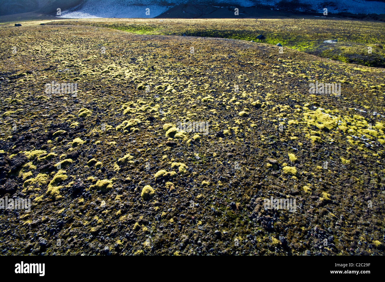 A mature community of mosses grows on a volcanic ash and scoria plain. Stock Photo