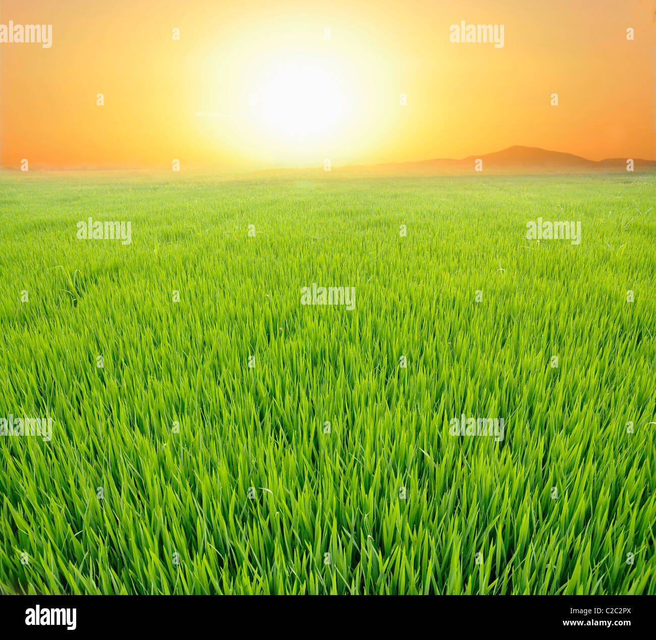Sun field hi-res stock photography and images - Alamy