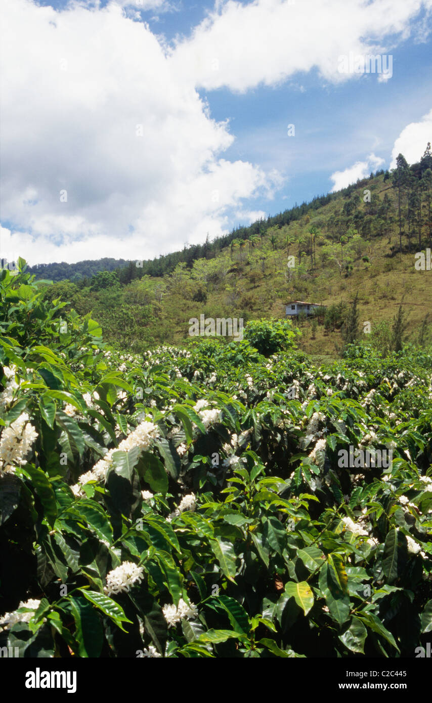 Farm Land Orosi Valley Costa Rica Stock Photo Alamy