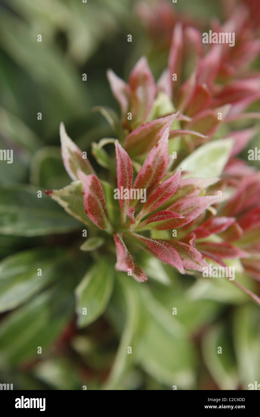 Pieris japonica in garden. Worksop, Notts, England mountain fire Stock Photo