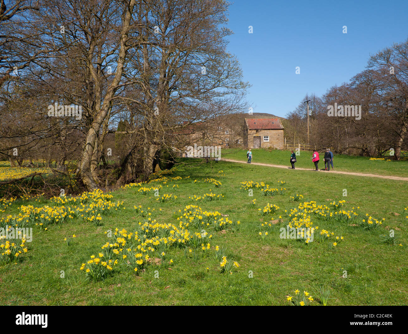 A group of walkers on the Farndale walk in the North Yorkshire Moors National Park famous in spring time for daffodils Stock Photo