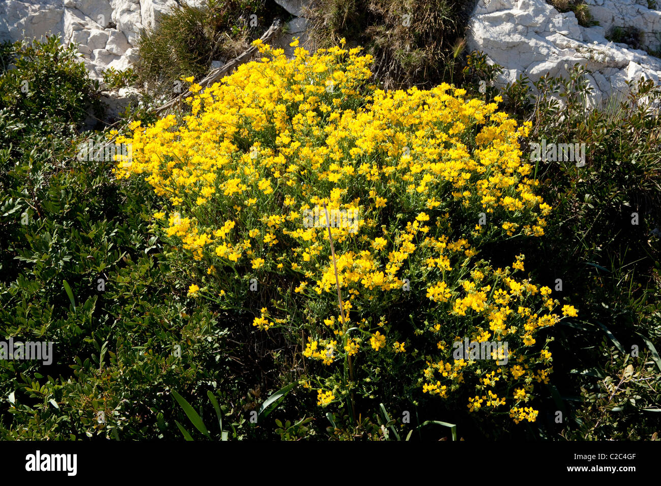 Flowers of Provence : Coronilla Juncea Stock Photo