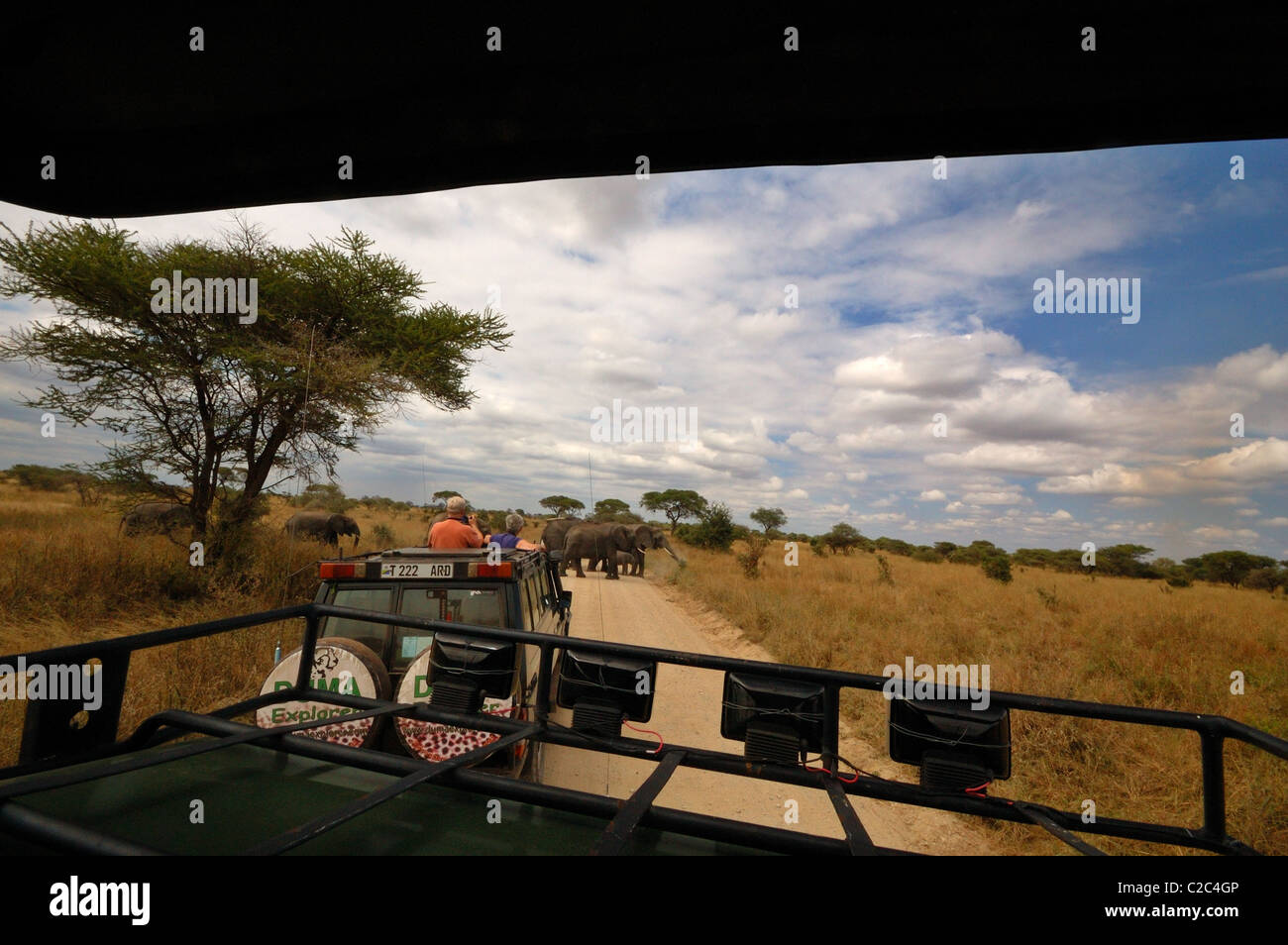 Fauna safari africana hi-res stock photography and images - Alamy
