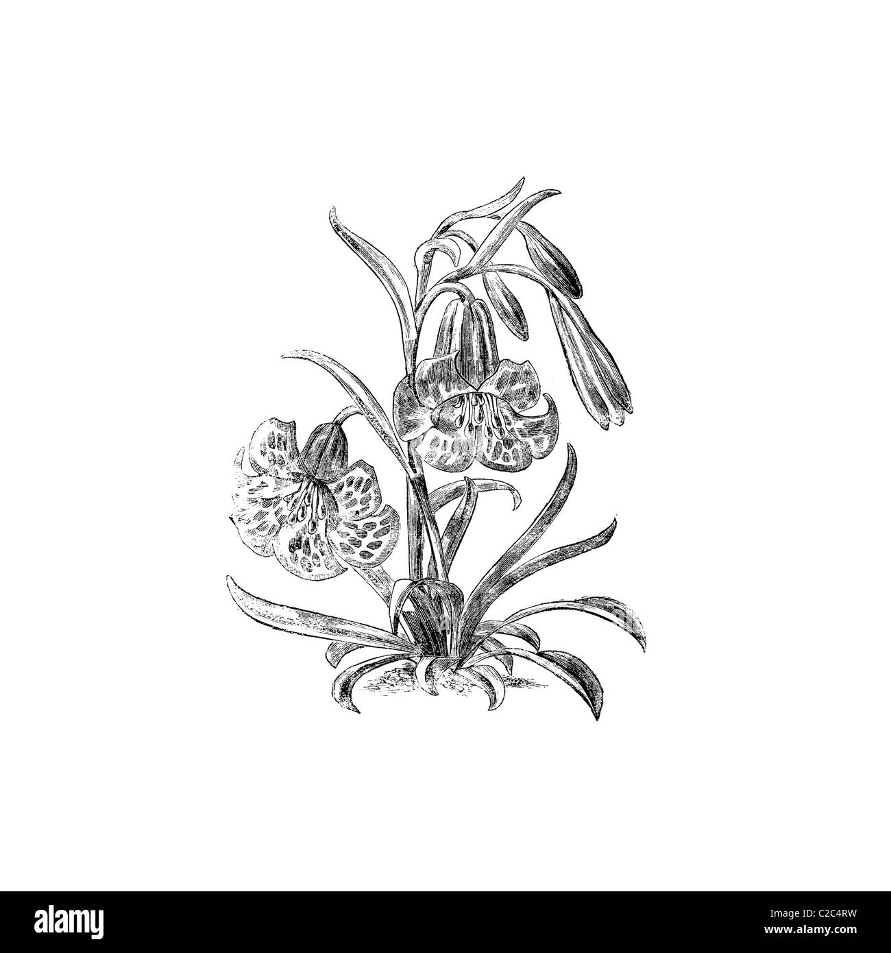 Fritillaria Black and White Stock Photos & Images - Alamy