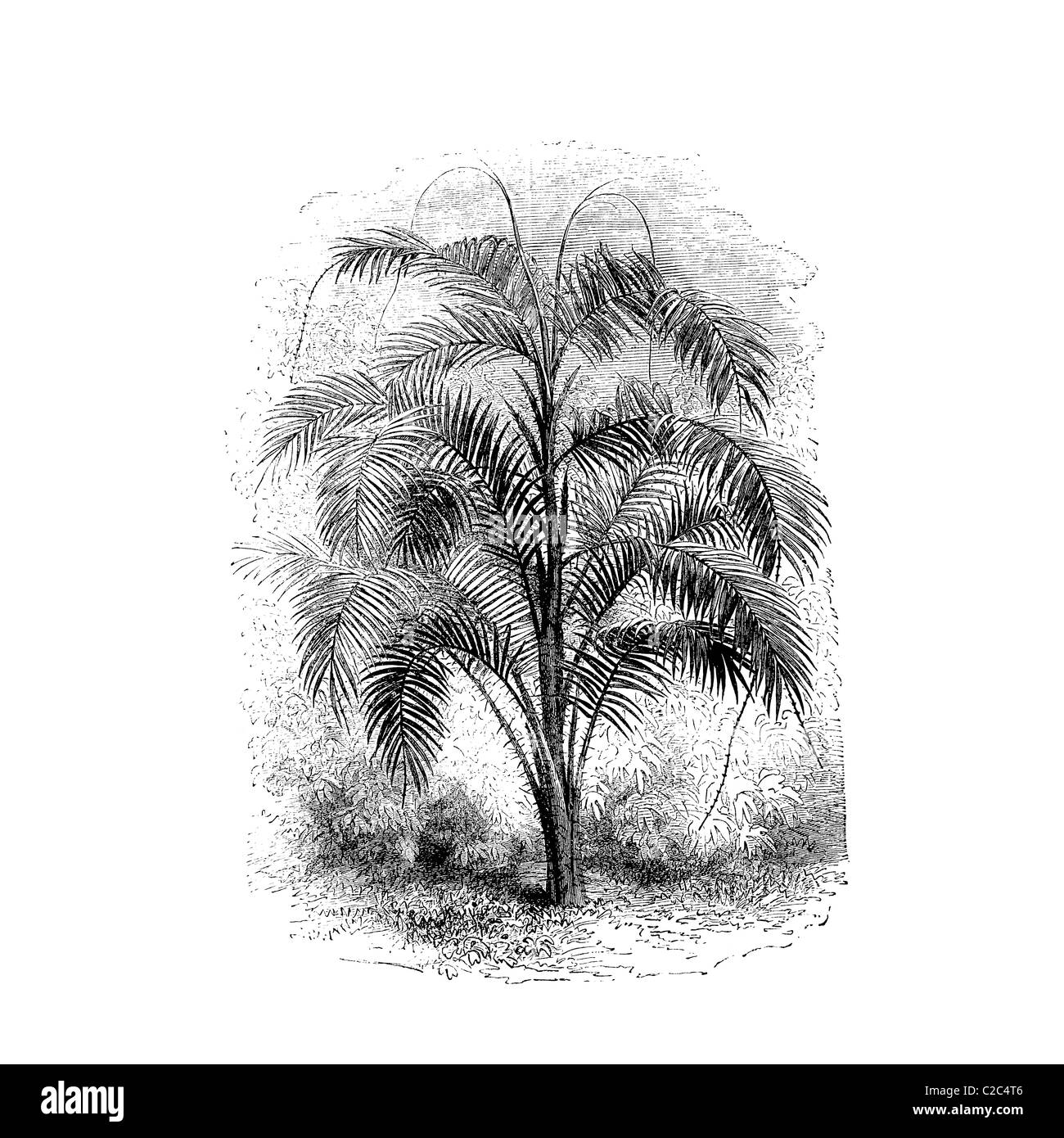 Palm Tree, Calamus imperatrice marie, 19th century illustration Stock Photo