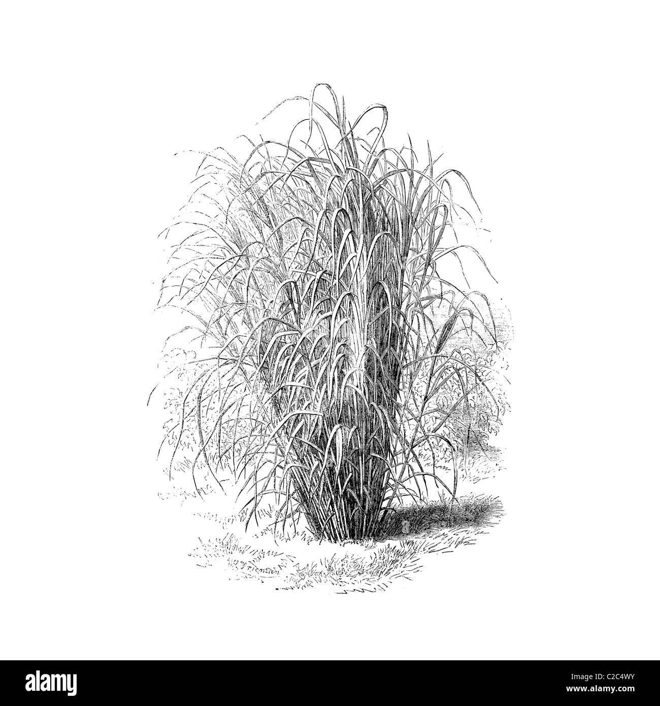 Ornamental Grass, Andropogom formosus, 19th century Stock Photo