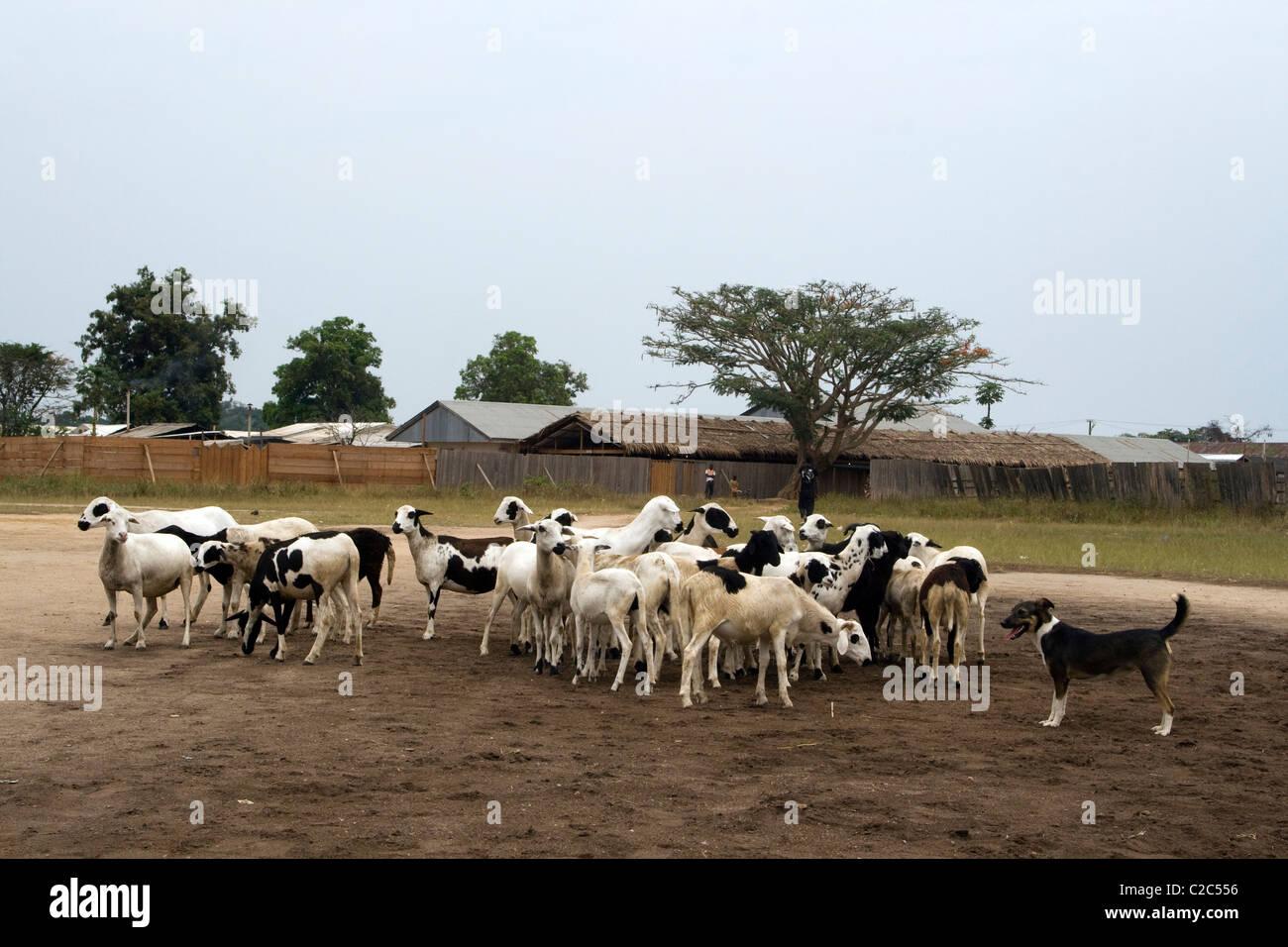 Sheep flock in front of the hospital ,Betou ,Ubangi River ,Republic of Congo Stock Photo