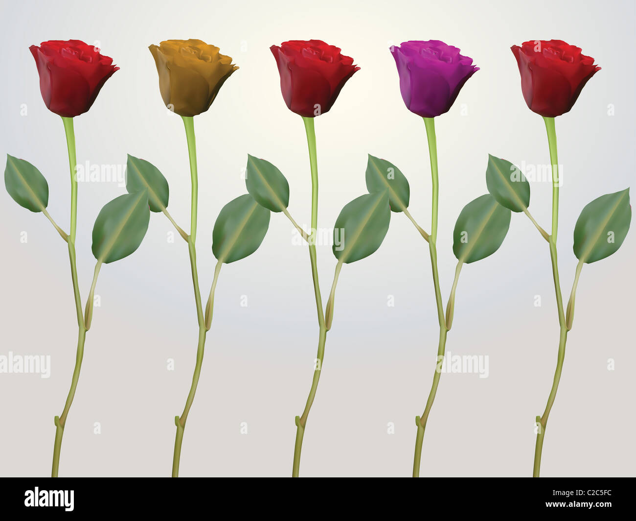 roses in red, pink and yellow on long stems with two leafs Stock Photo