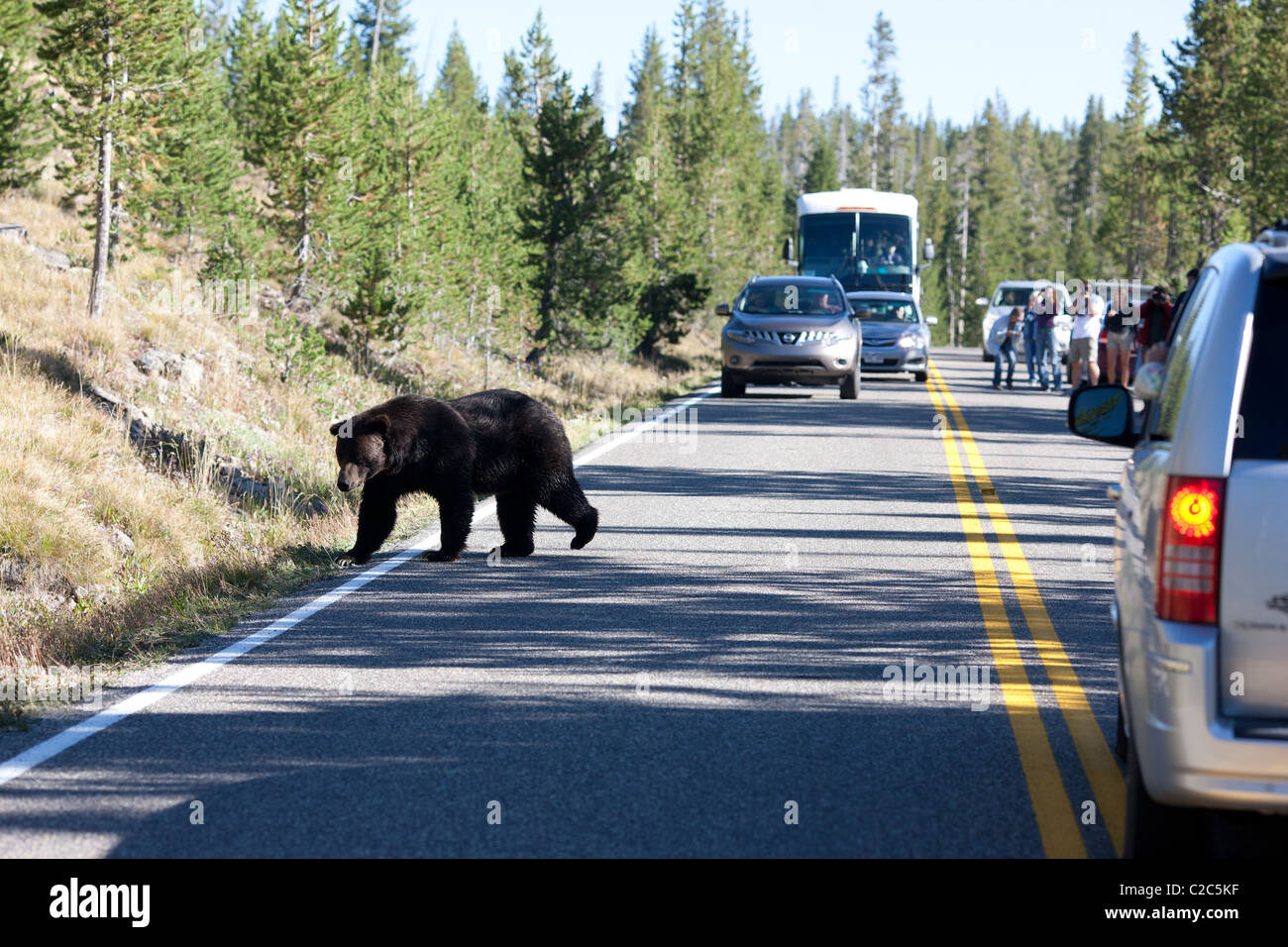 Beware of the bear. A grizzly bear has created a traffic jam in Yellowstone National Park. Park County, Wyoming, USA. Stock Photo