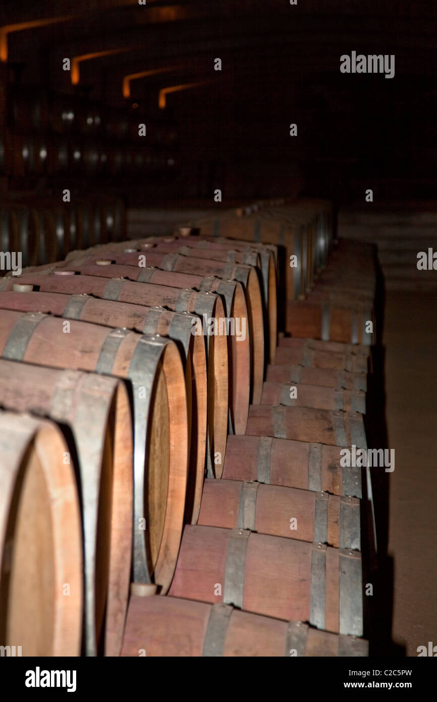 Wine casks in cellar, Undurraga Vineyard, Maipo Valley, Chile, South