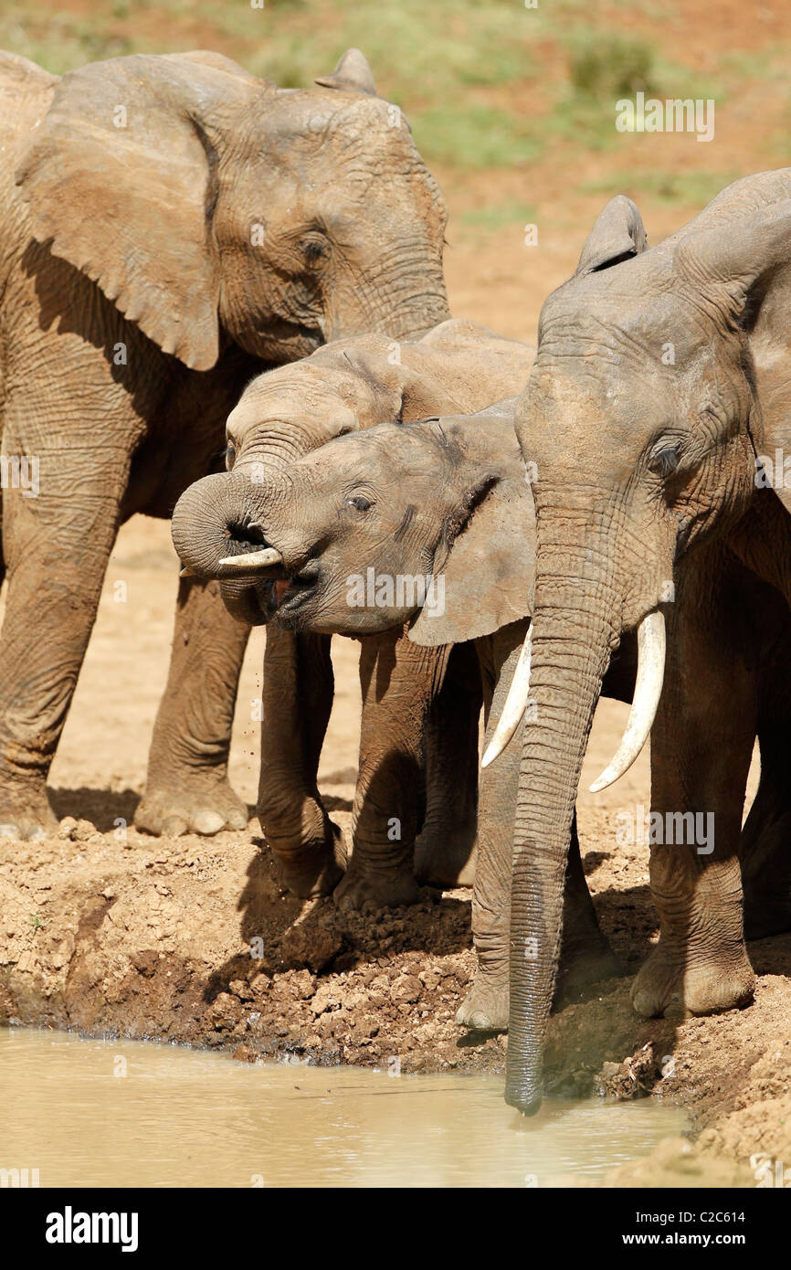 An baby African Elephant drinking at a watering hole in Kenya Stock Photo
