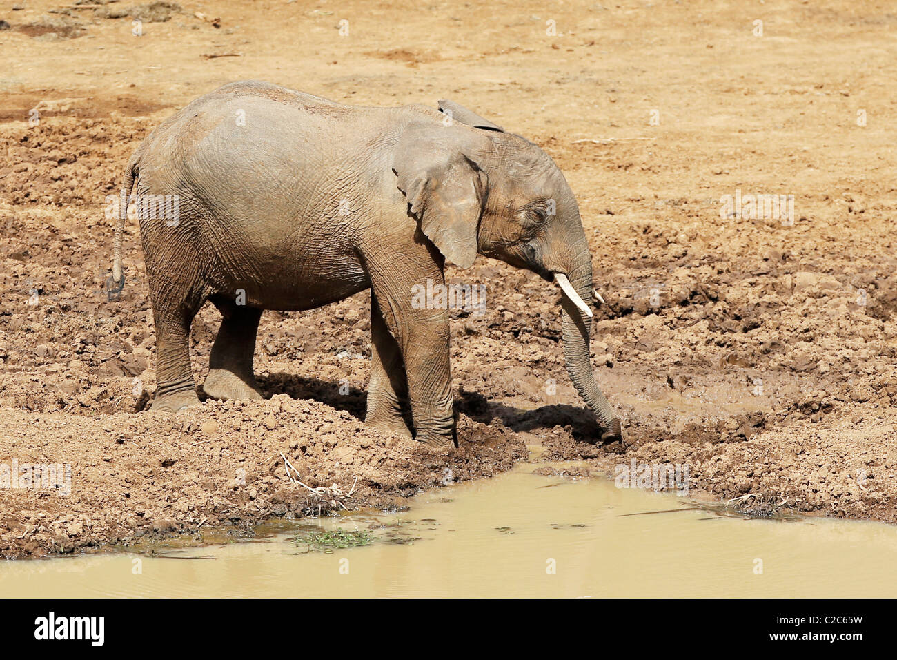 An African Elephant drinking at a watering hole in Kenya Stock Photo
