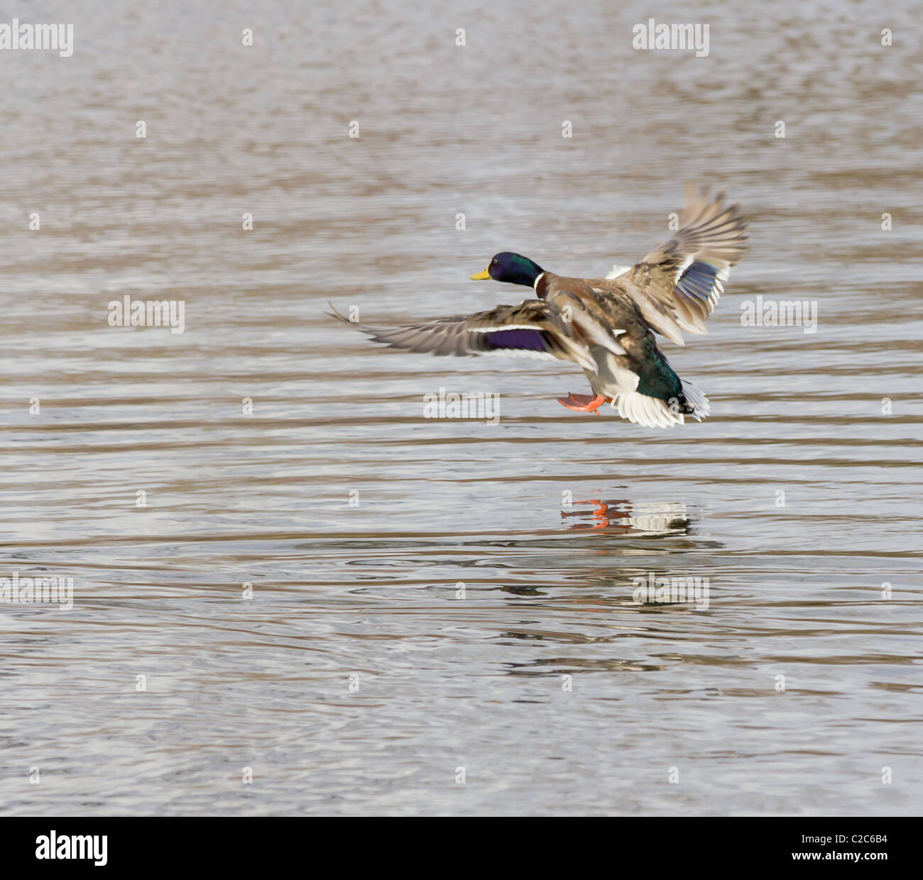 Landing Duck in detailed view over water Stock Photo