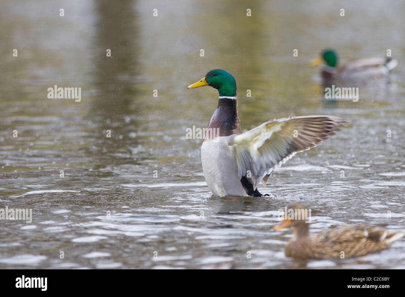 Landing Duck in detailed view over water Stock Photo