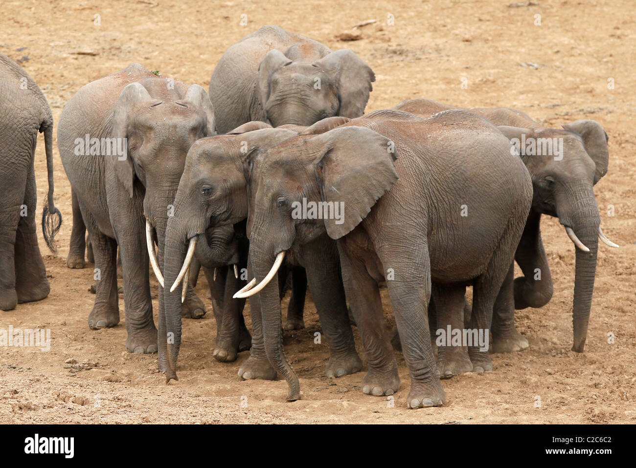 A herd of African Elephants at a watering hole in Kenya Stock Photo