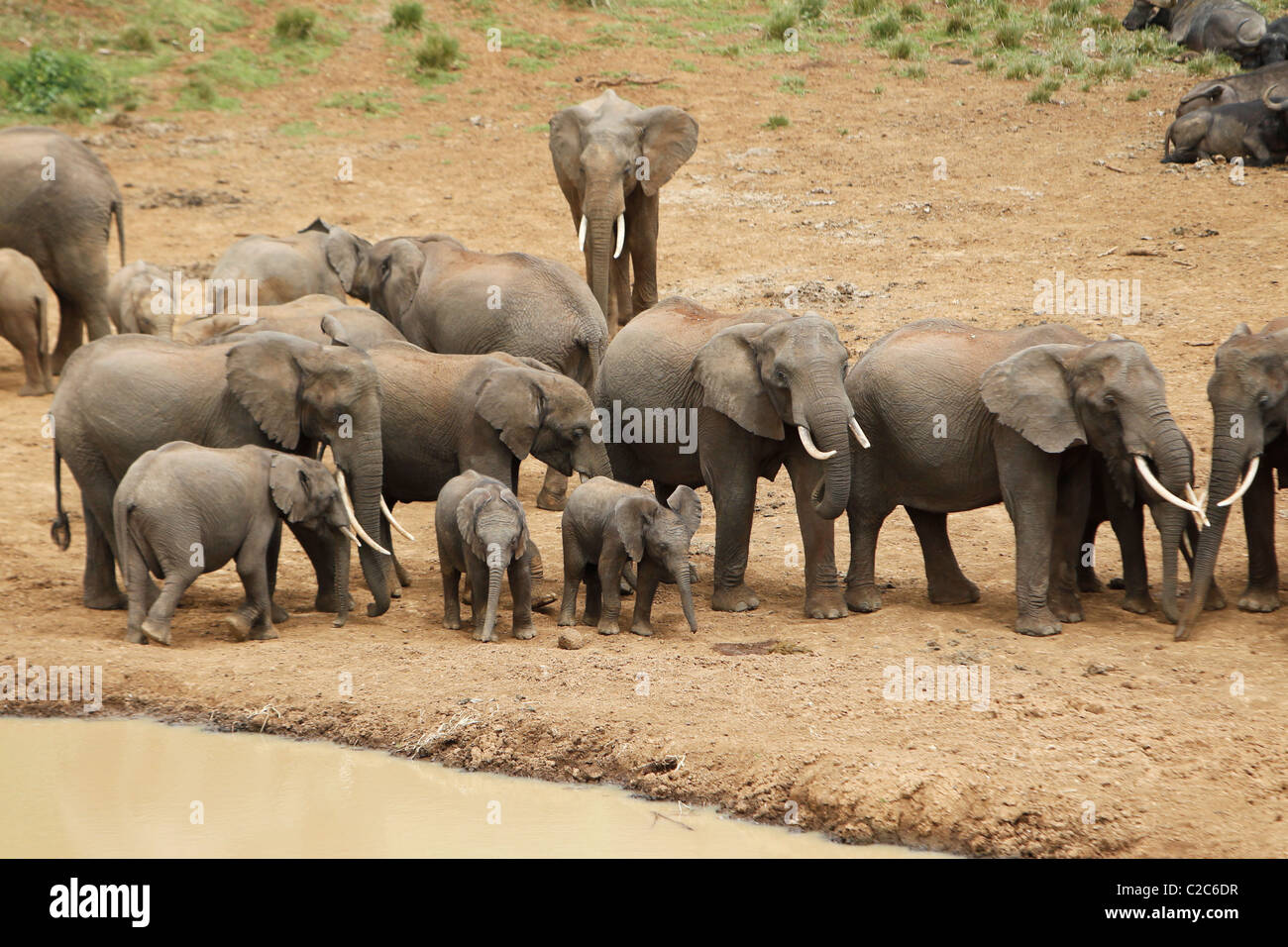 A herd of African Elephants at a watering hole in Kenya Stock Photo