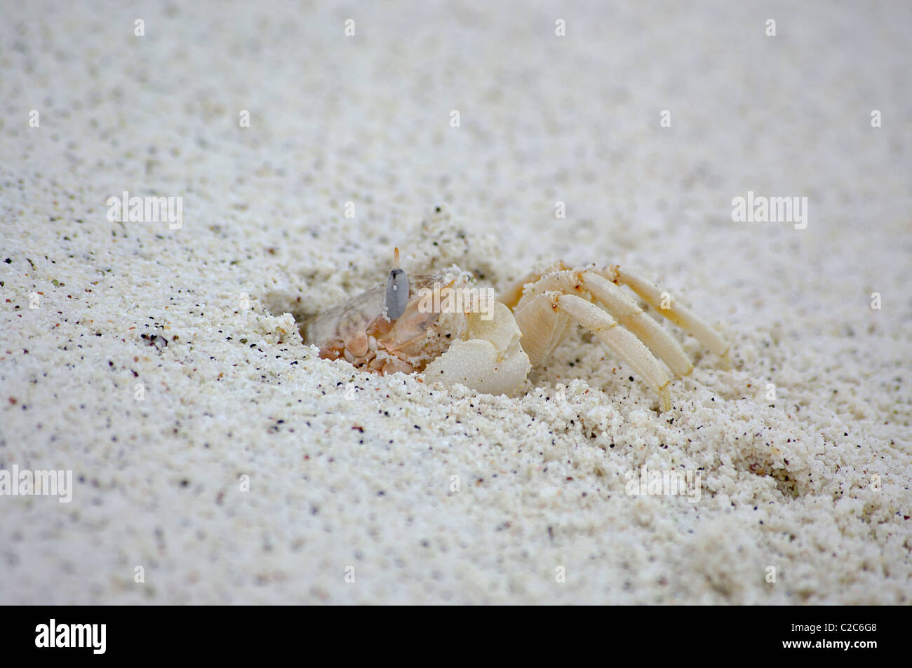 Nervous Ghost Crab on the Galapagos Islands Stock Photo