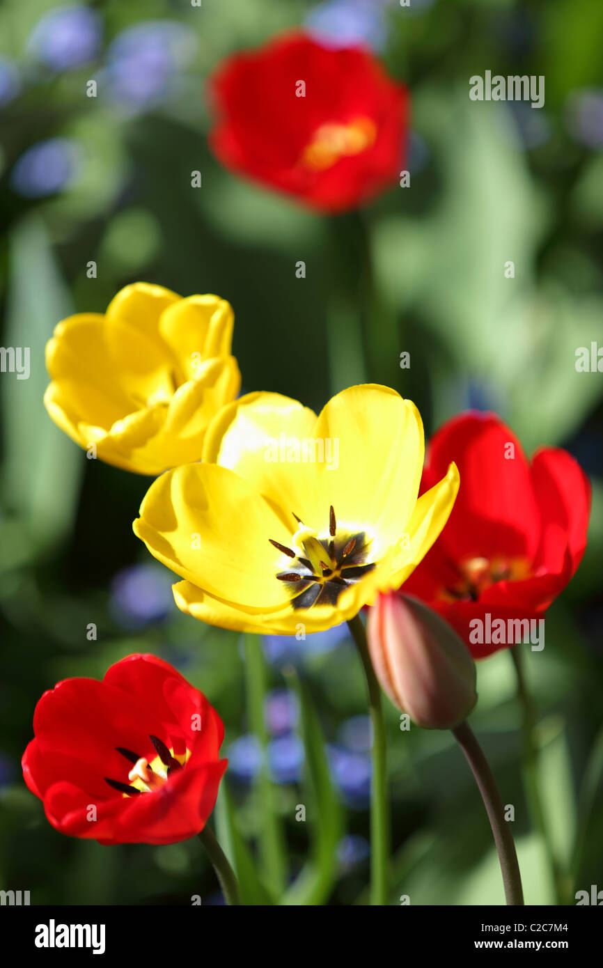 Fully bloomed tulip hires stock photography and images Alamy