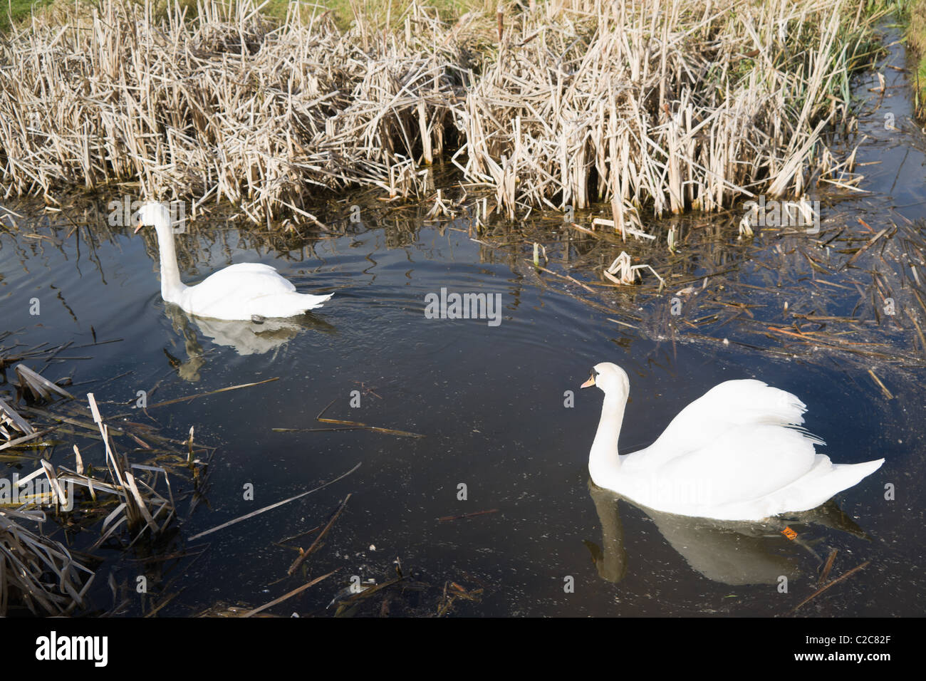 swan swans wetlands nature reserve wildlife sanctuary Stock Photo Alamy