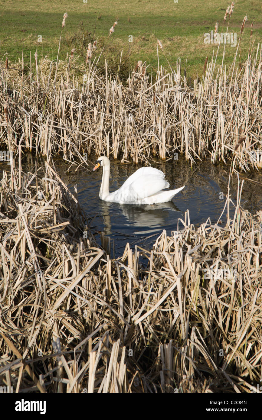 swan swans wetlands nature reserve wildlife sanctuary Stock Photo Alamy