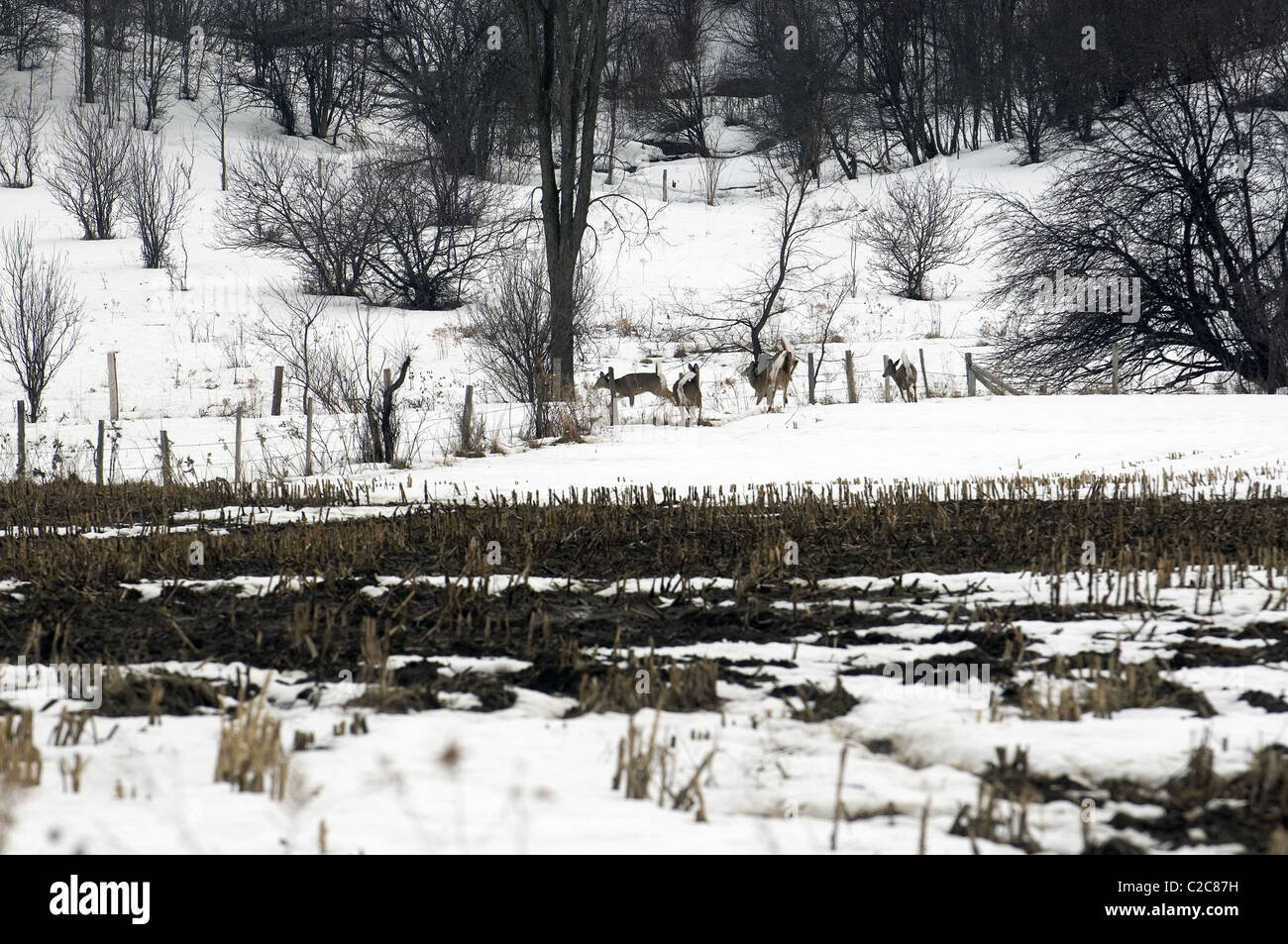 Deer running along fence Stock Photo Alamy