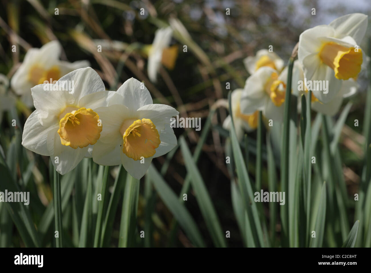 Daffodil growing in a wildlife garden Stock Photo Alamy
