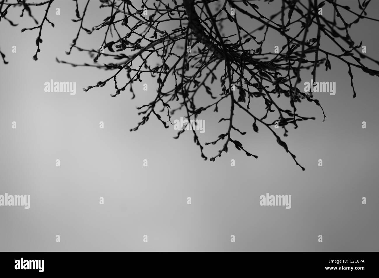 Shade Black and White Stock Photos & Images - Alamy