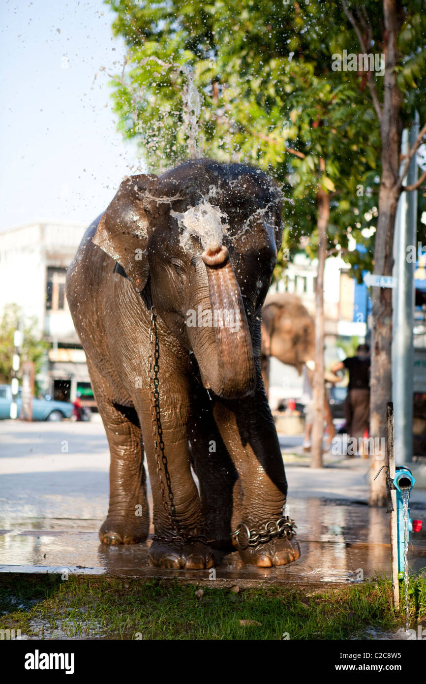 Elephant take bath at downtown park, waiting for wedding on elephant back. Lampang Thailand Stock Photo