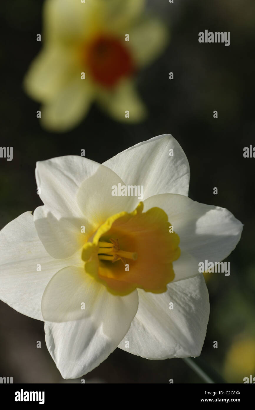 Daffodil growing in a wildlife garden Stock Photo Alamy