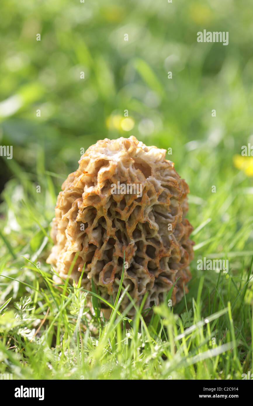 Common Morel growing in a wild garden Stock Photo Alamy