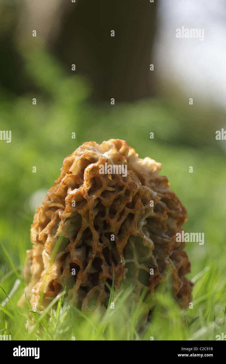 Common Morel growing in a wild garden Stock Photo Alamy
