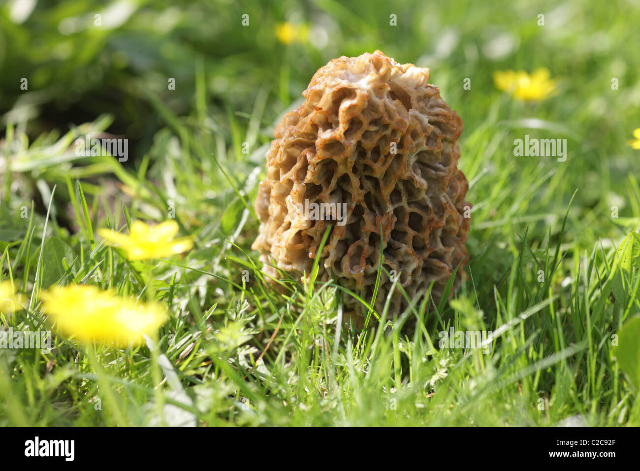 Morchella vulgaris hires stock photography and images Alamy