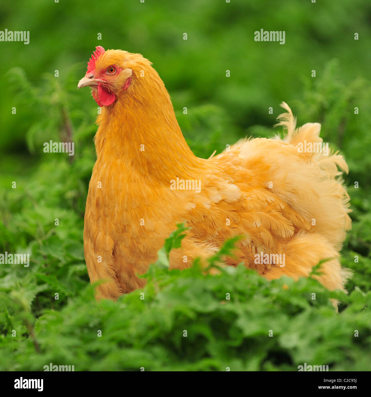 Buff orpington hen Stock Photo