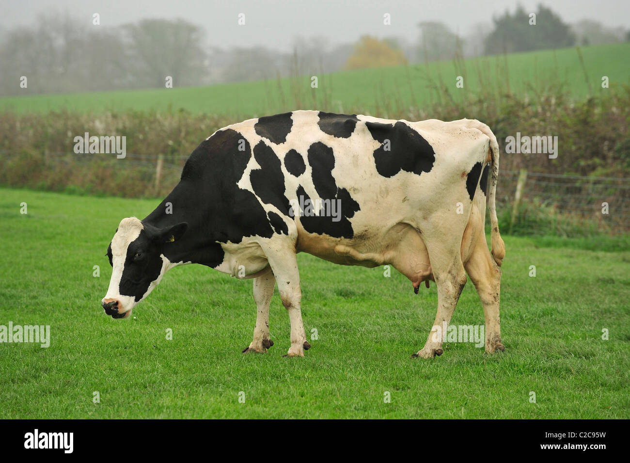 holstein cow grazing in Dorset Stock Photo