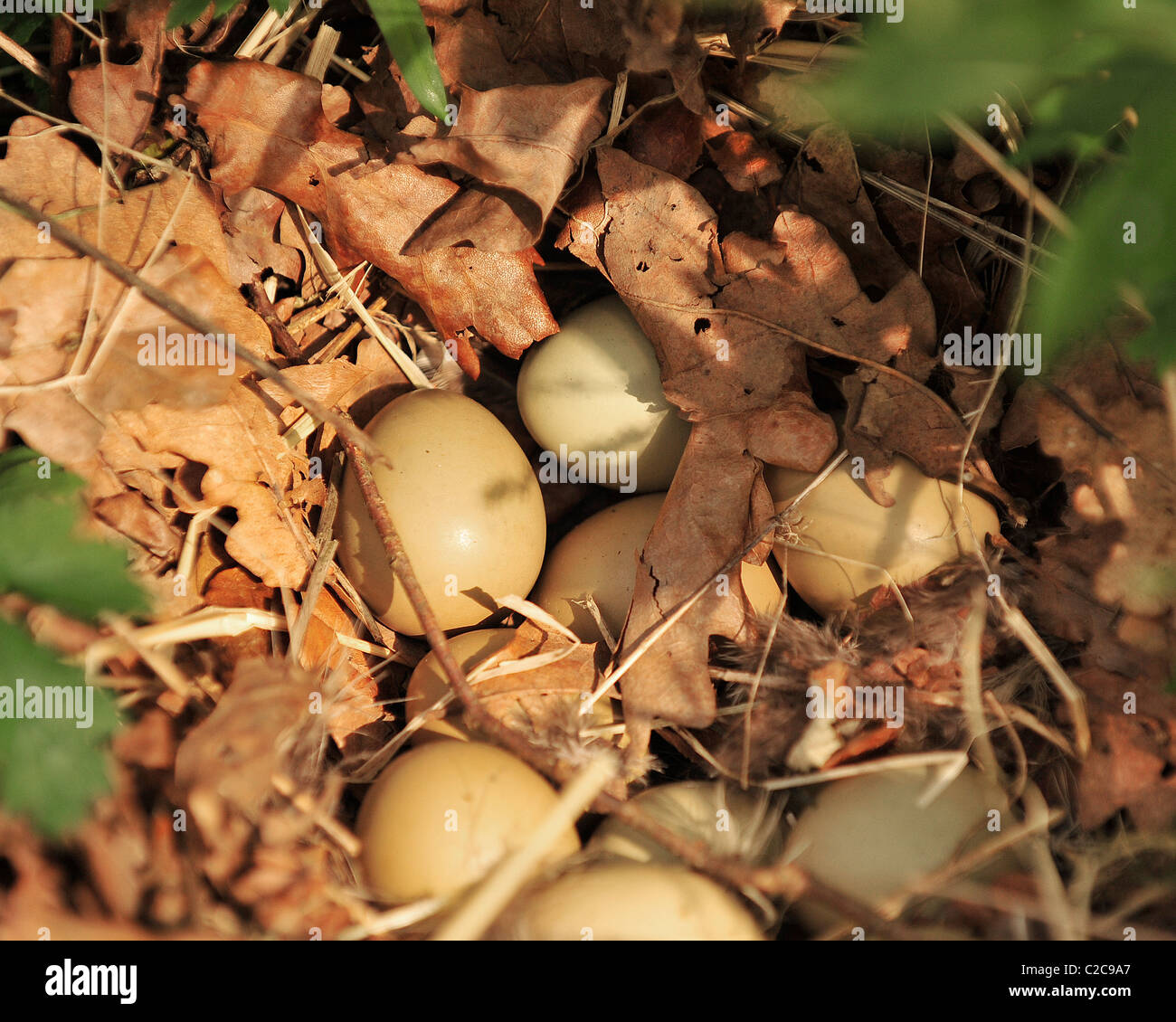wild pheasant eggs in a nest Stock Photo