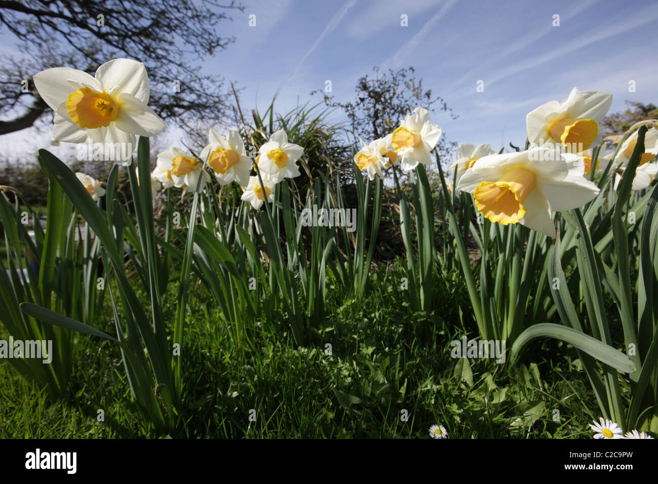 Daffodil growing in a wildlife garden Stock Photo Alamy