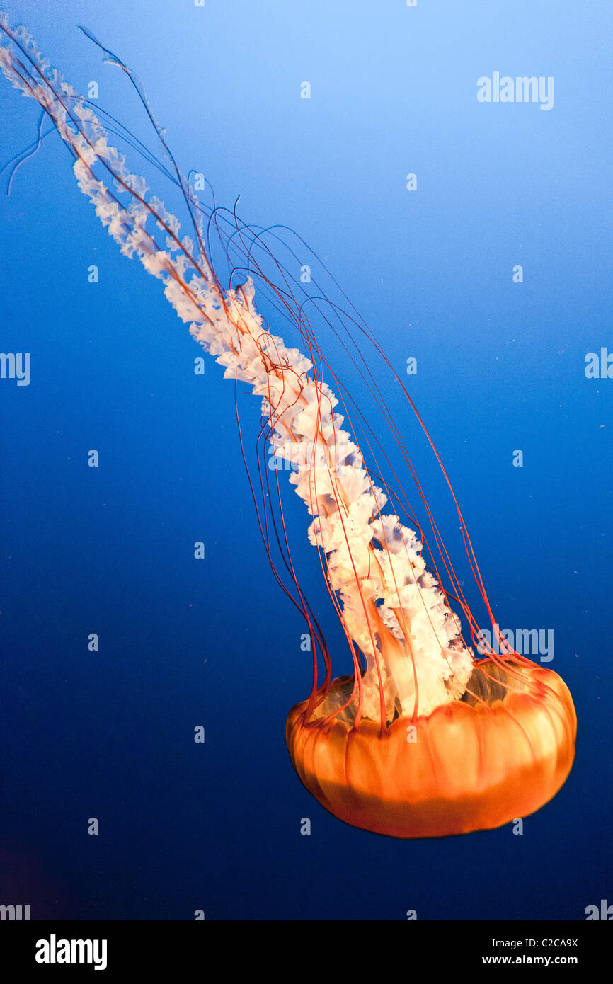 The Pacific Sea Nettle aka West Coast Sea Nettle or Chrysaora fuscescens. A Scyphozoa, or true jellyfish. Captive Specimen. Stock Photo
