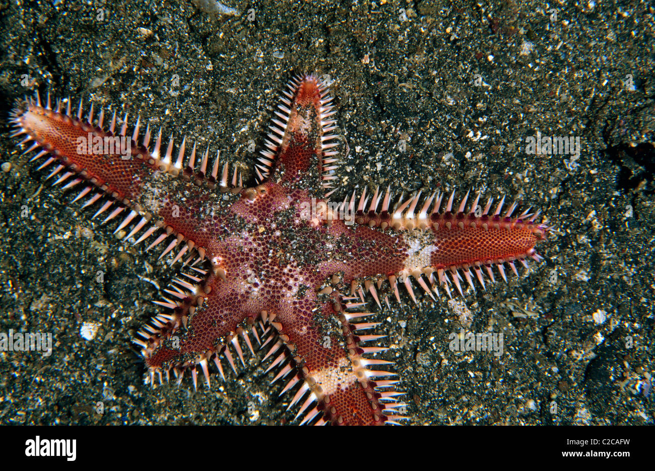 Comb Sea Star, Astropecten andersoni, Lembeh Straits, near Bitung, Sulawesi, Indonesia, Asia Stock Photo