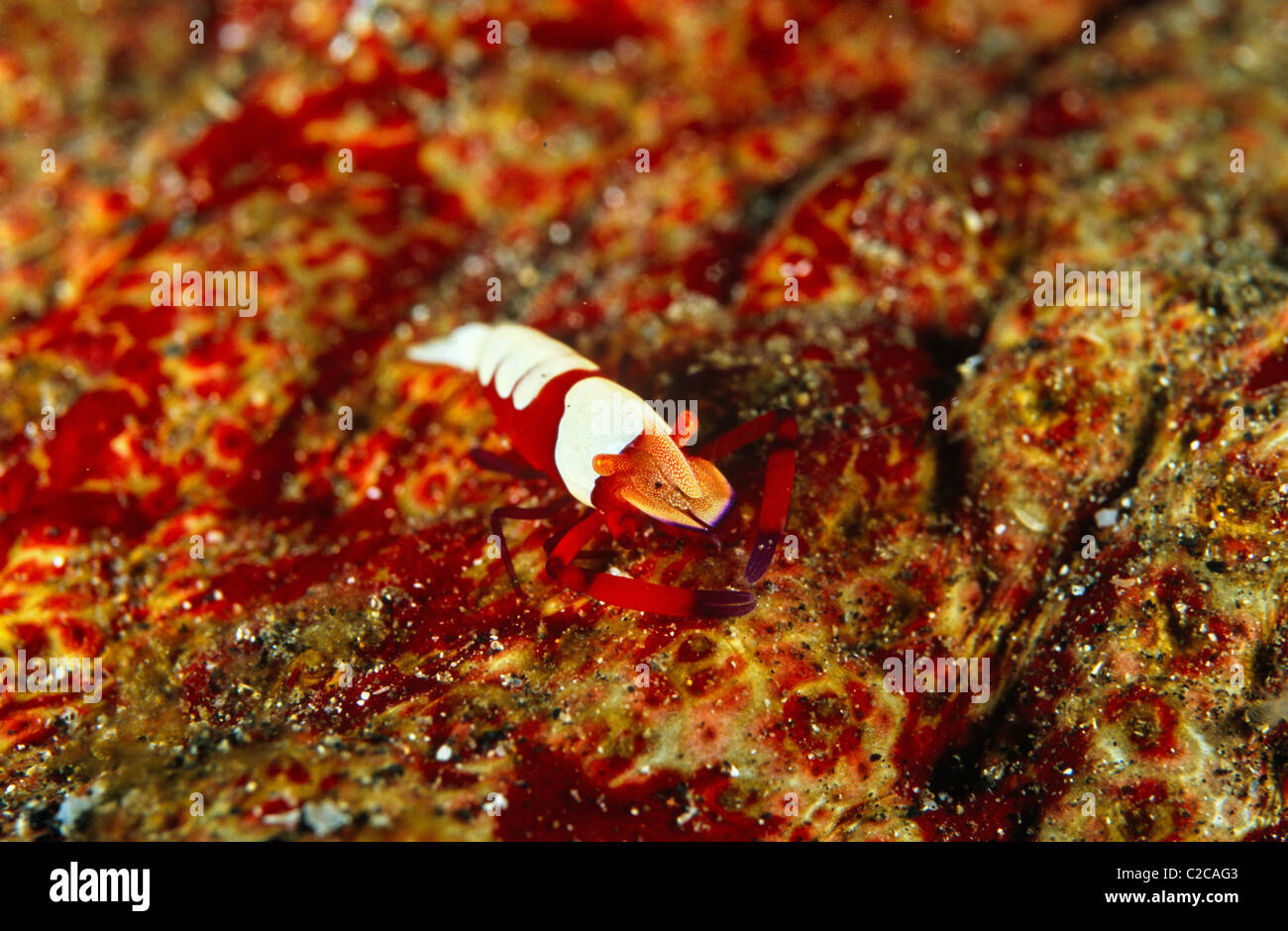 Emperor Shrimp, Zenopontonia rex, on Amberfish Sea Cucumber, Thelenota anax, Lembeh Straits, near Bitung, Sulawesi, Indonesia, Asia Stock Photo