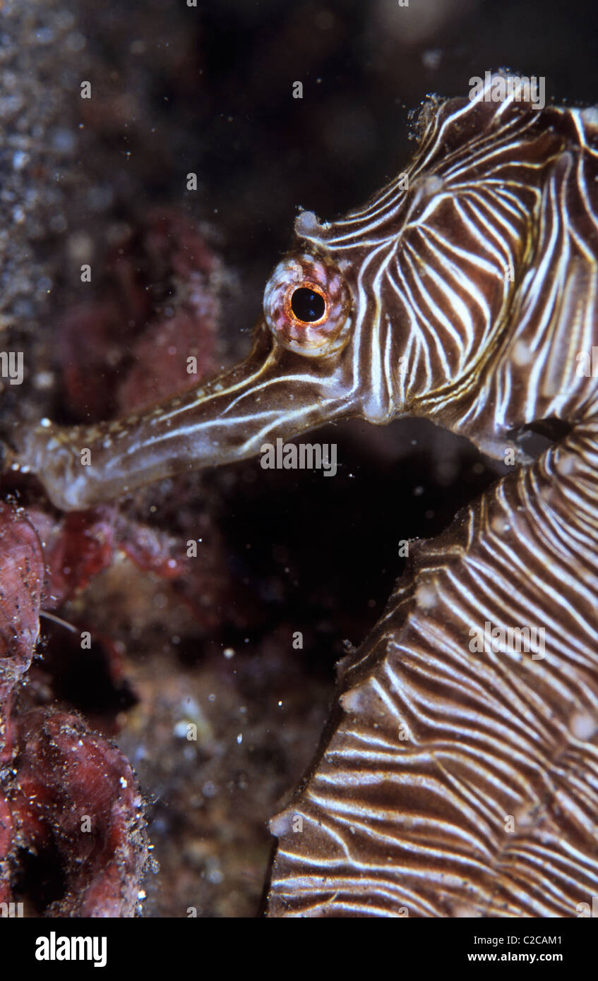 Zebra Seahorse, Hippocampus manadensis, Lembeh Straits, near Bitung