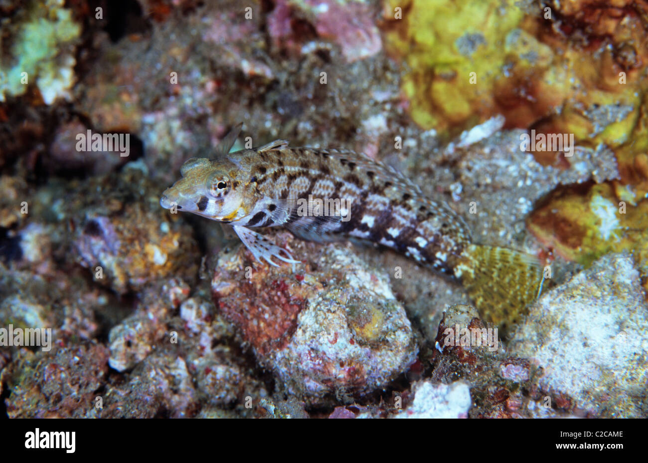 Sharpnose Sandperch, Parapercis cylindrica, Lembeh Straits, near Bitung, Sulawesi, Indonesia, Asia Stock Photo