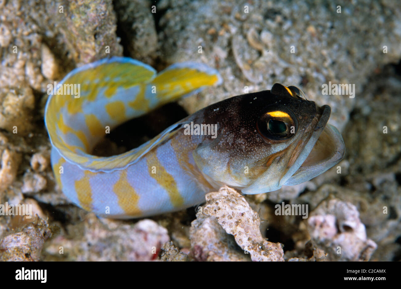 Gold-specs Jawfish (Opistognathus randalli, Lembeh Straits, near Bitung, Sulawesi, Indonesia, Asia Stock Photo