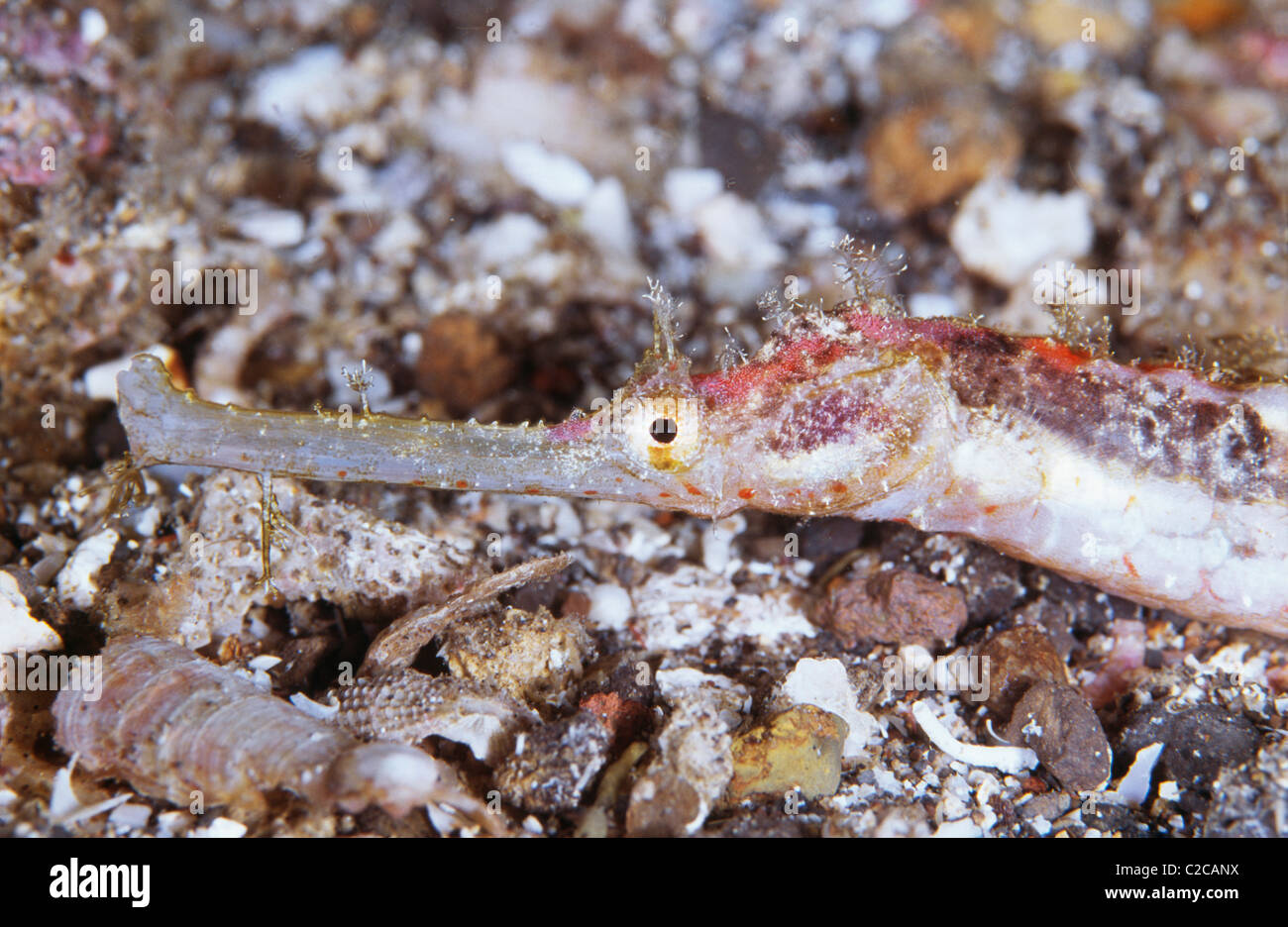 Whiskered Pipefish, Halicampus macrorhynchus, Lembeh Straits, near Bitung, Sulawesi, Indonesia, Asia Stock Photo