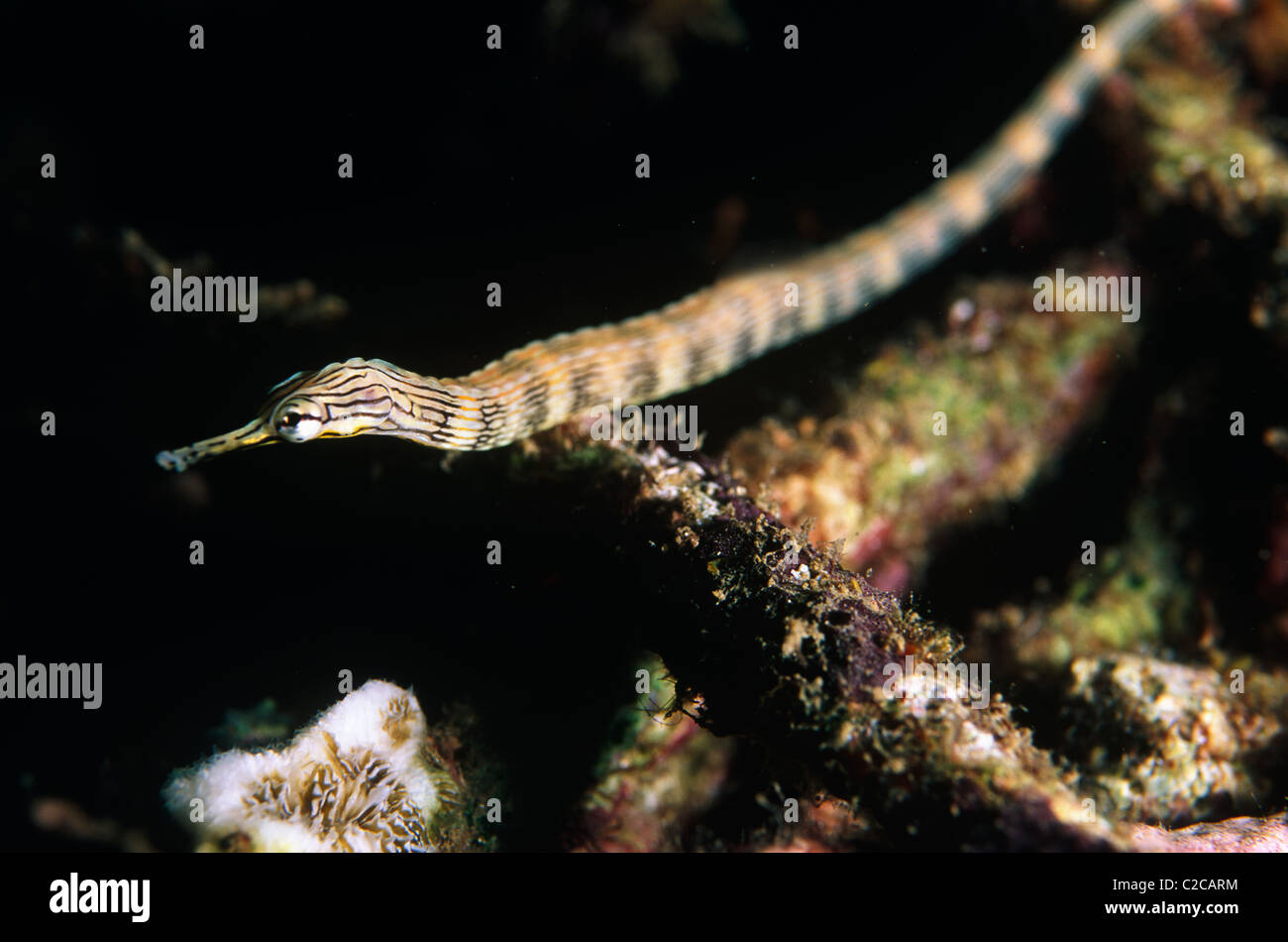 Network Pipefish, Corythoichthys flavofasciatus, Lembeh Straits, near Bitung, Sulawesi, Indonesia, Asia Stock Photo